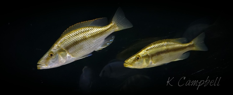 Dimidiochromis compressiceps 'Chizumulu Island'